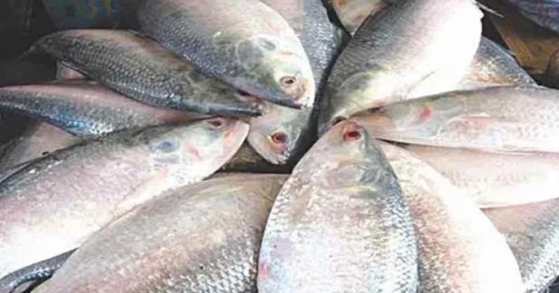 ফাইল ছবি