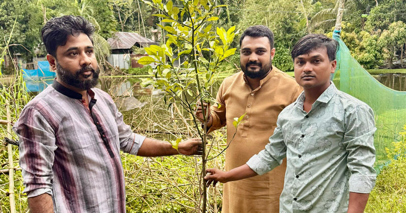 চাটখিলে স্বেচ্ছাসেবক দল নেতা ফয়সালের উদ্যোগে বৃক্ষরোপণ 