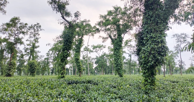 ছবি : খোলা কাগজ