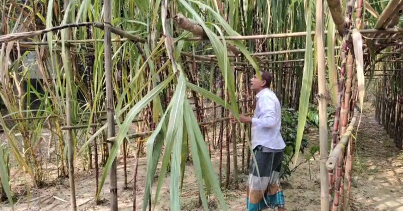 নিজের আখ বাগানে কৃষি উদ্যোক্তা মাসুদ ভূঁইয়া। ছবি : খোলা কাগজ