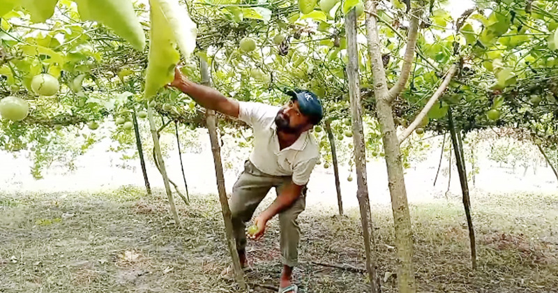 মহেশপুরে চাষ হচ্ছে দক্ষিণ আফ্রিকা, ব্রাজিল ও ফিলিপাইনের জনপ্রিয় ফল প্যাশন বা ট্যাং। ছবি : প্রতিনিধি