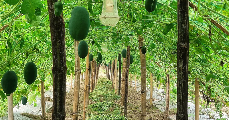 ছবি : খোলা কাগজ