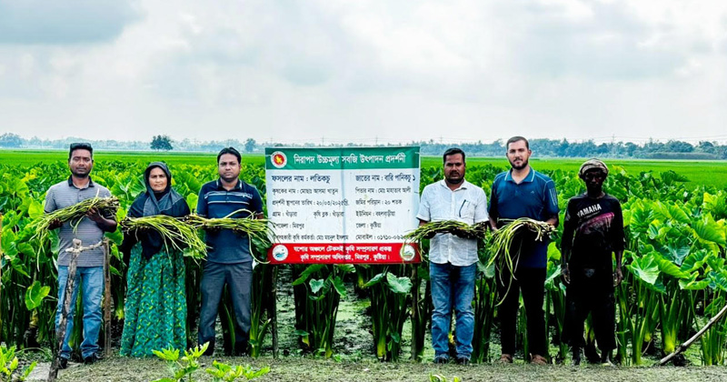 লতি কচু চাষে সফল উদ্যোক্তা আসমা খাতুন। ছবি : প্রতিনিধি