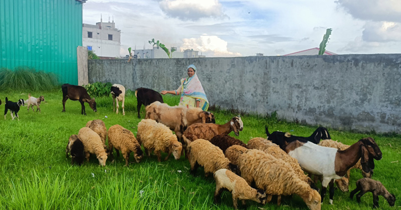 গৃহিণী থেকে সফল খামারি, মাসে আয় লাখ টাকা