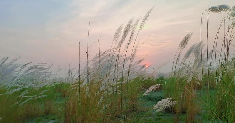 সাদা কাশফুলে এক অপরুপ যমুনা পাড়। ছবি : প্রতিনিধি