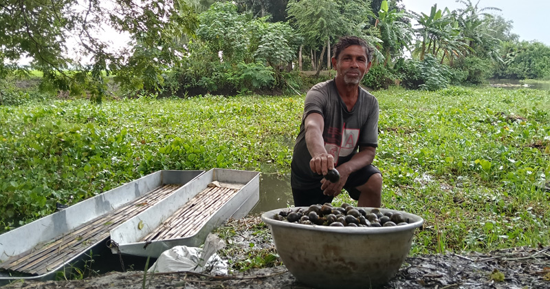 উপজেলা সদর আড়পাড়া ইউনিয়নের বরইচারা গ্রাম থেকে তোলা। ছবি : প্রতিনিধি