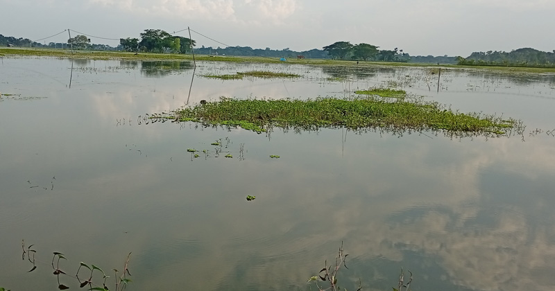 অনাবাদি পড়ে থাকা জমি। ছবি : প্রতিনিধি