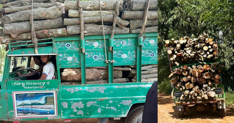 রাউজানে ইটভাটায় পুড়ানোর জন্য চাঁদের গাড়ি করে নিয়ে যাওয়া হচ্ছে বনের কাঠ।