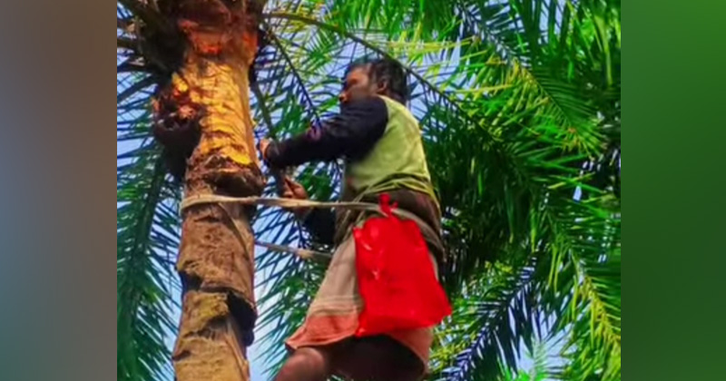 গাছ থেকে খেজুরের রস সংগ্রহ করছে গাছি। ছবি : প্রতিনিধি