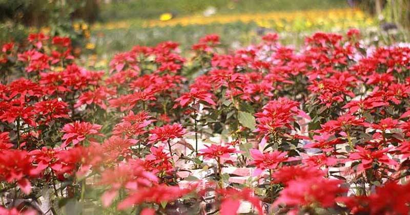 নেছারাবাদের অলংকারকাঠি এখন ফুলের জনপদ