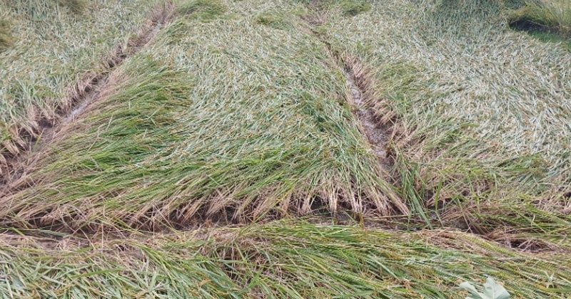 তানোরে আমন ও রবিশস্যের ব্যাপক ক্ষতি, দিশেহারা কৃষকরা