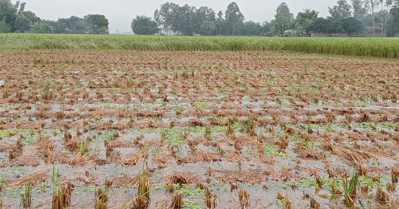 কালাইয়ে বৃষ্টিতে নুয়ে পড়েছে ধানগাছ, দুশ্চিন্তায় কৃষকরা
