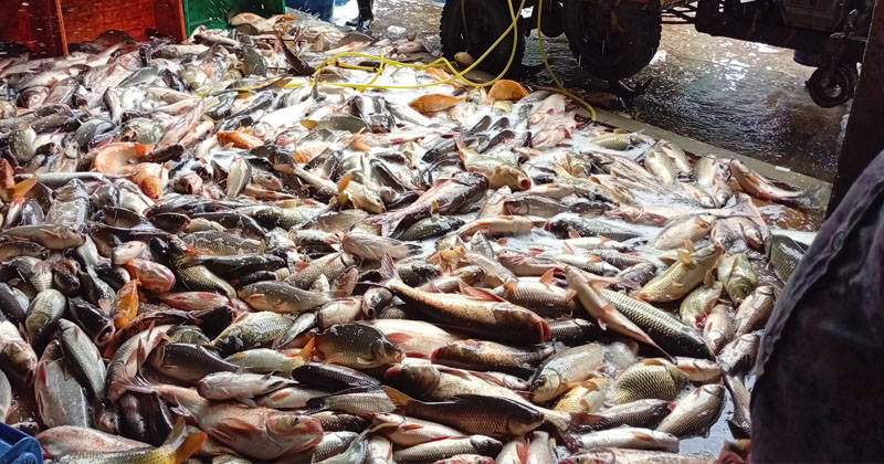 কেশবপুরে মাছ উৎপাদনে ছাড়িয়েছে লক্ষ্যমাত্রা