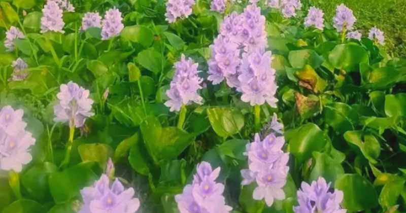 ছবি: প্রতিনিধি