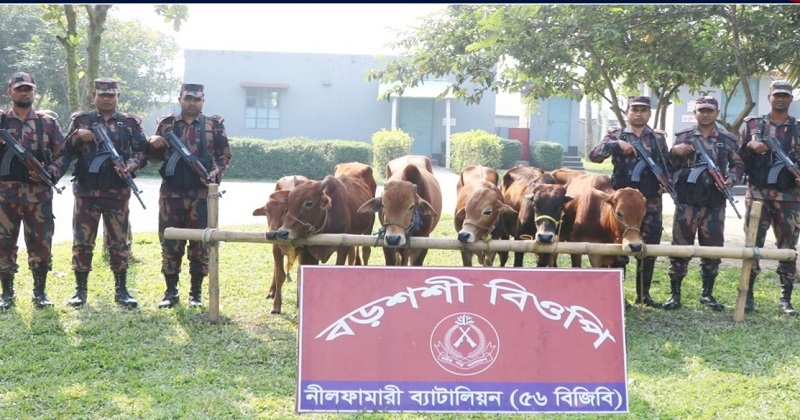 বিজিবি’র অভিযানে পঞ্চগড় সীমান্তে ভারতীয় গরু আটক