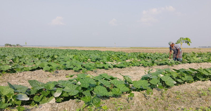 গঙ্গাচড়ায় তিস্তার চরাঞ্চলে আগাম মিষ্টি কুমড়ার চাষ 