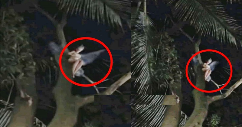 সিরাজগঞ্জে পরীর সদৃশ্য প্রাণীর উপস্থিতি, মুহূর্তেই ক্যামেরাবন্দী 