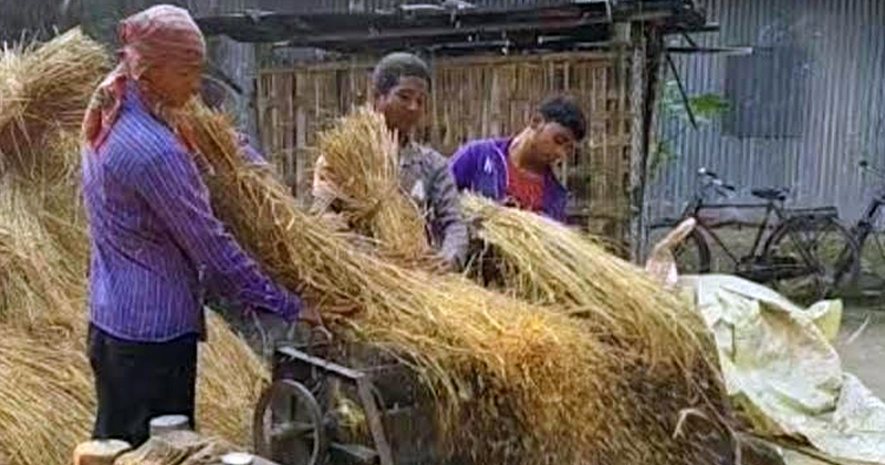 আমন ধান কাটায় ধীরগতি, বাজারে দরপতনে দুশ্চিন্তায় কৃষকরা