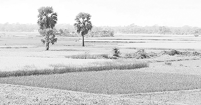 একান্নবর্তী ভাঙছে, কৃষি জমি কমছে