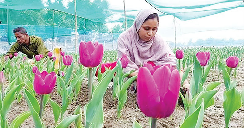 ছবি : খোলা কাগজ