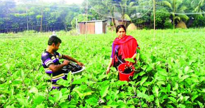 জাহানারা বেগম