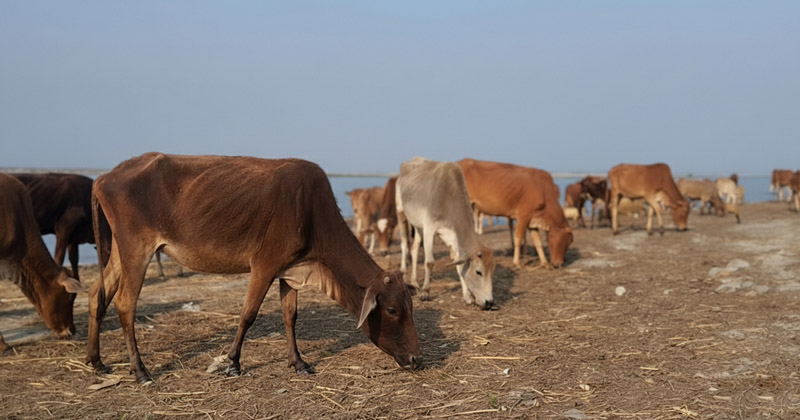 চরের দৃশ্য