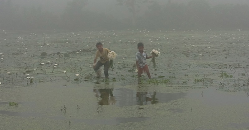 শাপলা-শালুক তুলছে গ্রামের শিশুরা। ছবি : প্রতিনিধি