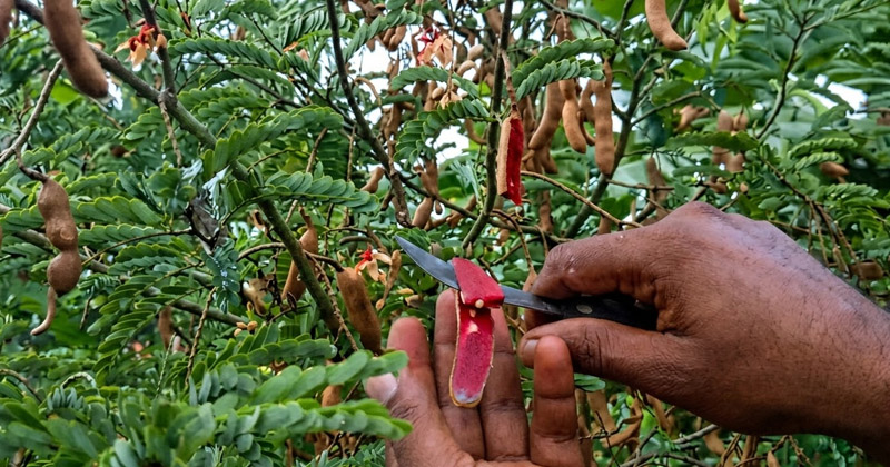 গাছের ডালে ডালে থোকায় থোকায় ধরে আছে রক্ত তেঁতুল। ছবি : প্রতিনিধি