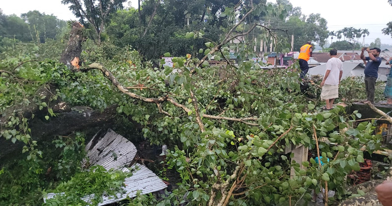 শত বছরের পুরনো বটগাছ ভেঙে শিমলা বাজারে। ছবি : খোলা কাগজ