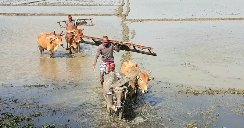গ্রামবাংলার ঐতিহ্য গরুর হাল। ছবি : খোলা কাগজ