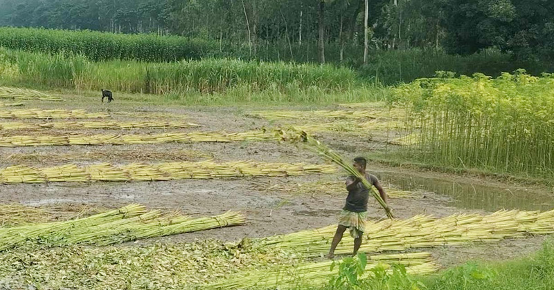 পাটের বাম্পার ফলন। ছবি : খোলা কাগজ