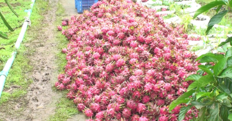 ড্রাগন চাষে বাজিমাত সৌদি প্রবাসির