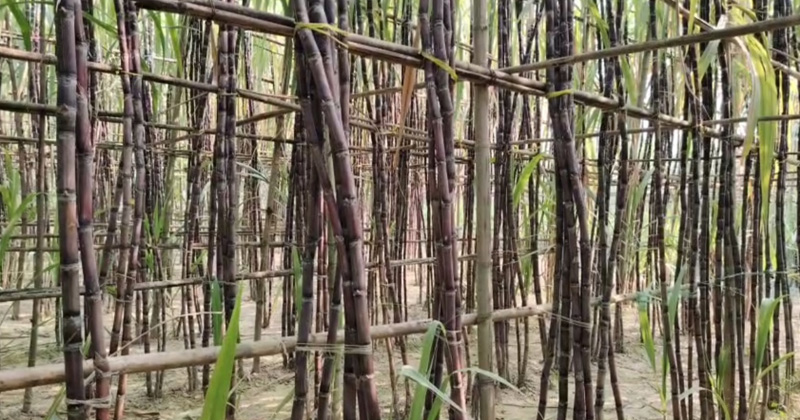 ব্ল্যাক সুগার কেইন