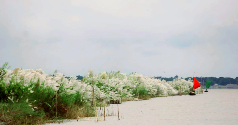 কাশফুলে সেজেছে মধুমতি পাড়। ছবি : খোলা কাগজ