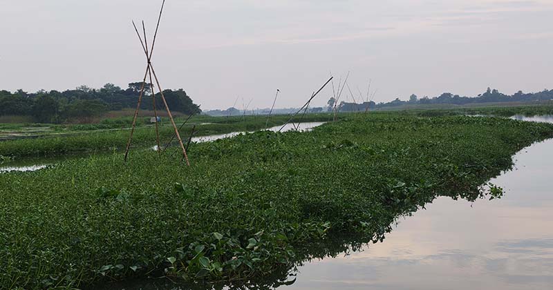 মাছের ঘের