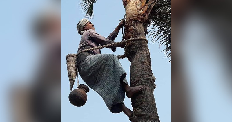 গাছ থেকে রস সংগ্রহ করছে গাছি